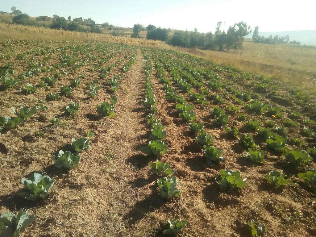 vegetable farming