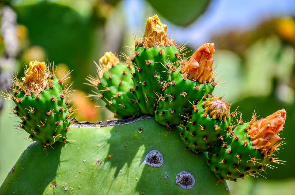 Prickly Pear Seed